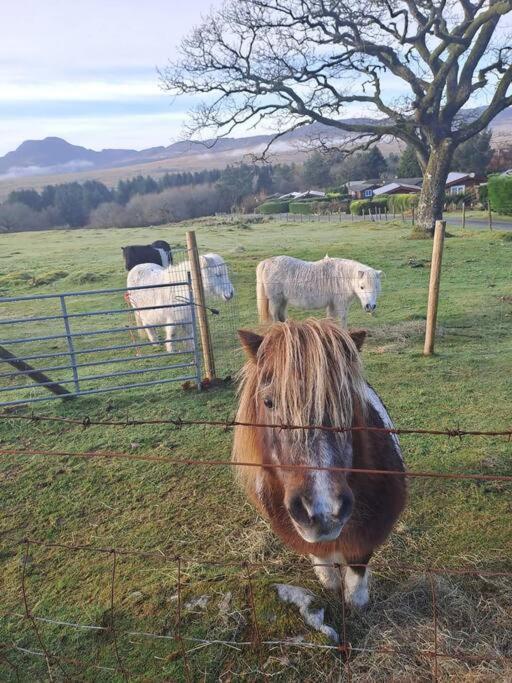 Trawsfynydd Cabinヴィラ エクステリア 写真